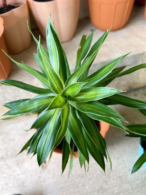 白合竹|百合竹 (Dracaena reflexa)